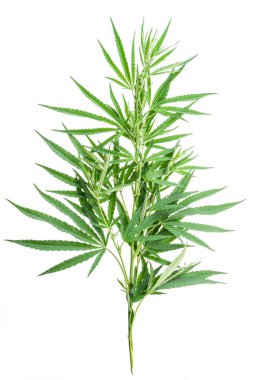 Kenevir bitkisinin tepesi beyaz zemin üzerinde izole edildi.  