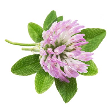 Yılan ya da folyo yaprakları ve beyaz arka planda çiçekler. Kapat-