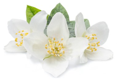 Beyaz izole yasemin çiçekleri blooming.