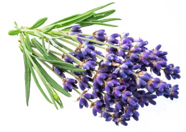 Beyaz arkaplanda bir demet lavanta veya lavanta çiçeği.