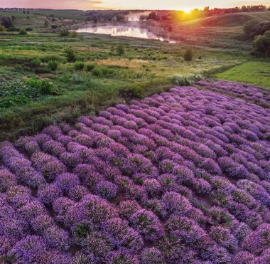 Renkli çiçek açan lavandula ya da şafak vakti lavanta tarlası