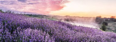 Renkli çiçek açan lavandula ya da şafak vakti lavanta tarlası
