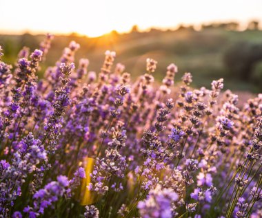 Renkli çiçek açan lavandula ya da şafak vakti lavanta tarlası