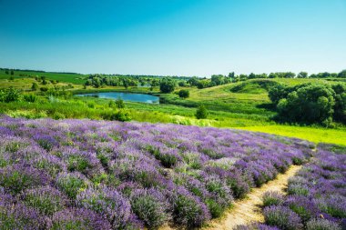 Çiçekli lavanta çalıları arasındaki yol. Bulutlu gökyüzü ve göl