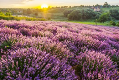 Renkli çiçek açan lavandula ya da şafak vakti lavanta tarlası