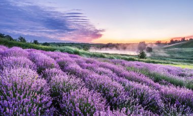 Renkli çiçek açan lavandula ya da şafak vakti lavanta tarlası