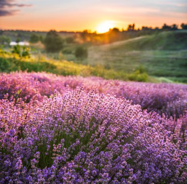 Renkli çiçek açan lavandula ya da şafak vakti lavanta tarlası
