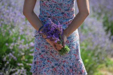 Bir demet çiçek açan lavanta kadının ellerinde. Lavanta tarlası 