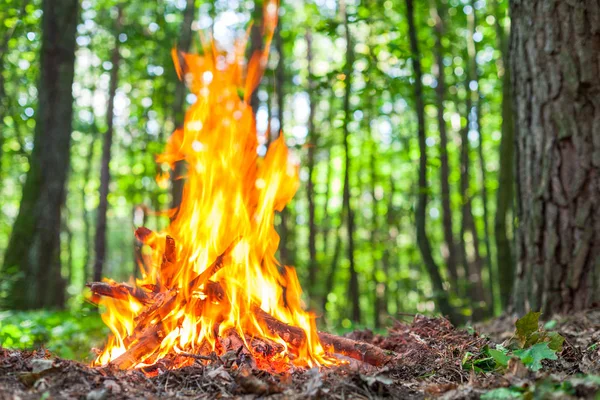 Hot flames of bonfire in the autumn wood. The place for meditati — Stock Photo, Image