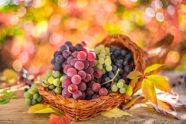 Bodegón de otoño con diferentes variedades de uva maduras . —  Fotos de Stock