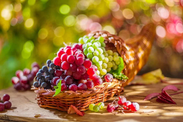 Bodegón de otoño con diferentes variedades de uva maduras . — Foto de Stock