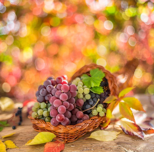 Herfst stilleven met rijpe verschillende druivensoorten. — Stockfoto