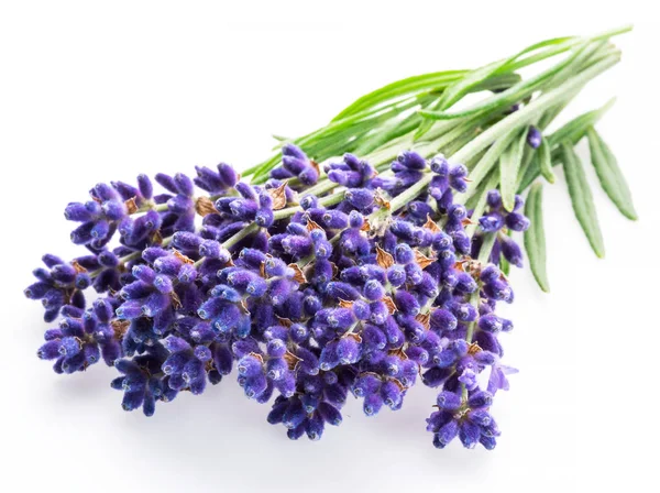 Bunch of lavandula or lavender flowers on white background. — ストック写真