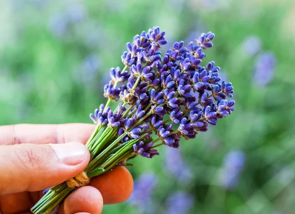 Een paar verse lavandula 's in de hand van de mens. Gebied van jonge lavendel — Stockfoto