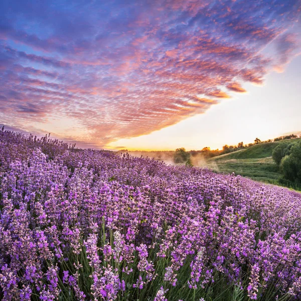 Bunt blühende Lavendel- oder Lavendelfelder im Morgenlicht — Stockfoto