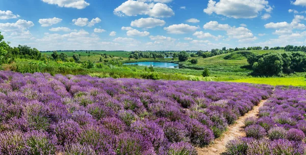 Weg zwischen blühenden Lavendelsträuchern. Bewölkter Himmel und See bei t — Stockfoto