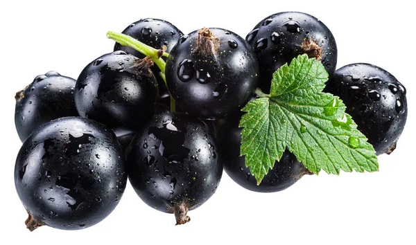 Ripe blackcurrant branch with green leaf on the white background — ストック写真