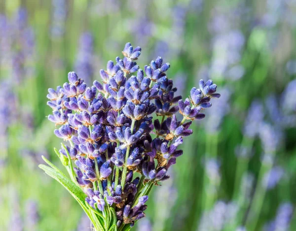 Bündel frischer Lavandula in der Hand des Mannes. Feld von jungem Lavendel — Stockfoto