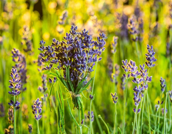 Um monte de lavandula fresca na mão do homem. Campo de lavanda jovem — Fotografia de Stock