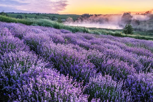 Bunt blühende Lavendel- oder Lavendelfelder im Morgenlicht — Stockfoto