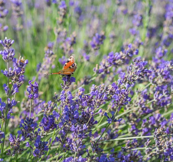 Borboleta no arbusto de lavanda de perto. Natureza fundo . — Fotografia de Stock