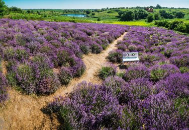 Çiçekli lavanta çalıları arasındaki yol. Doğa arkaplanı.