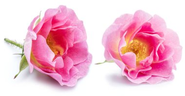 Rose-kalça veya beyaz bir arka plan üzerinde izole yabani gül çilek.