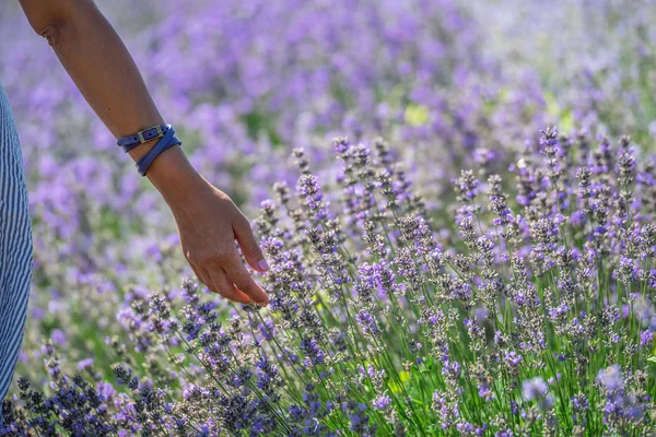 Mulher caminhando no campo de lavanda florido . — Fotografia de Stock