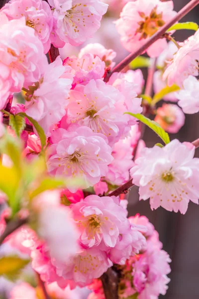 Pink flowering almond branches in blossom. Close-up. — Stock Photo, Image