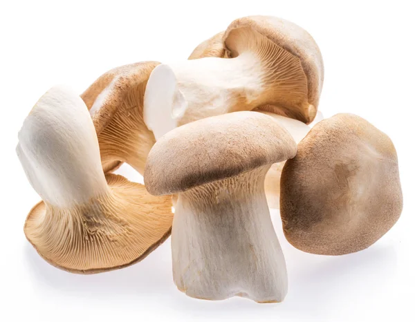 King ústřice houby izolované na bílém pozadí. — Stock fotografie