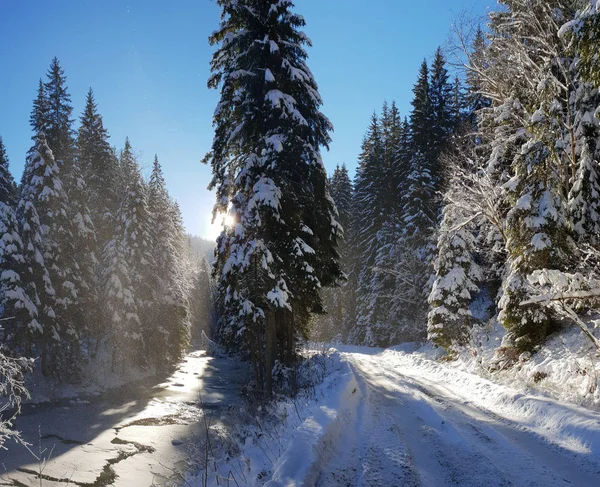 美丽的冬季景观。绿色冷杉覆盖雪在 — 图库照片