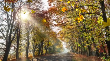 Autumn road with beautiful trees and falling leaves smoothly changing season from autumn to winter.