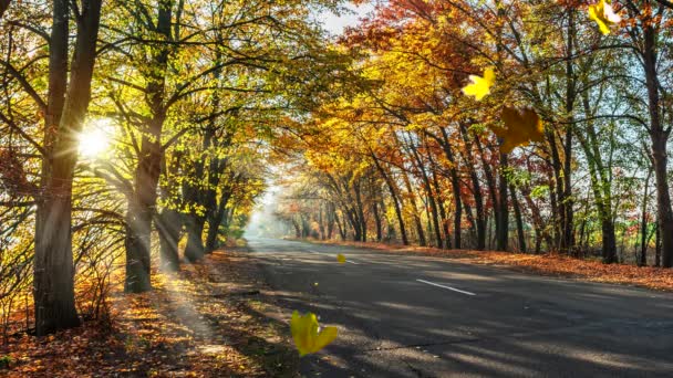 Strada Autunnale Con Bellissimi Alberi Foglie Gialle Rosse Cadenti — Video Stock