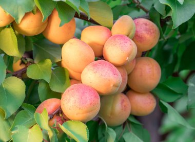 Meyve bahçesinde olgun kayısılar. Doğa arkaplanı.