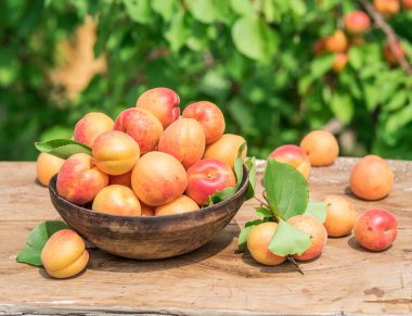 Masadaki ahşap kasede olgun kayısılar. Arkaplanda yeşil kayısı ağacı.