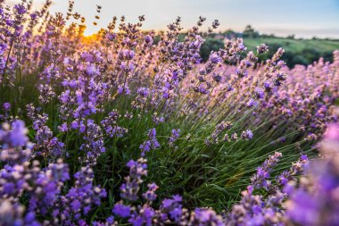 Renkli çiçek açan lavandula ya da şafak vakti lavanta tarlası. Arka planda hafif bir sabah sisi.