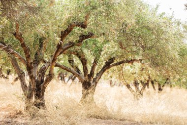 Zeytin ağaçları bahçesi. Gökyüzü arka planında uzun sıra ağaçlar.