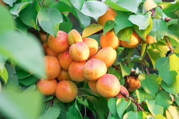 Ripe Apricots Orchard Tree Nature Background — Stock Photo, Image