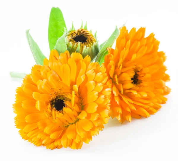 Calendula Blommor Isolerad Vit Bakgrund — Stockfoto