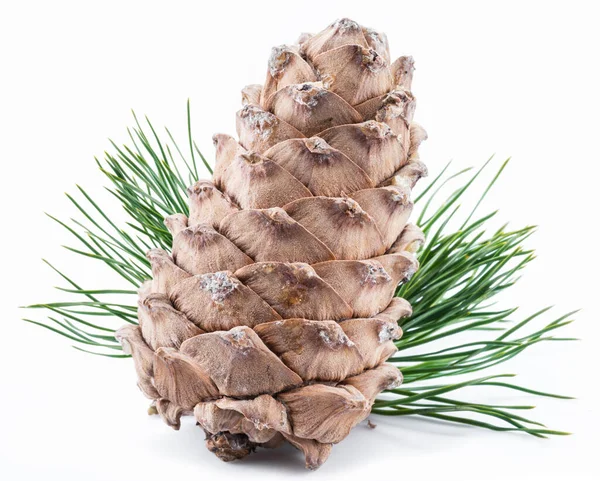 Pinjenötter Kon Och Pinjenötter Den Vita Bakgrunden Ekologisk Mat — Stockfoto