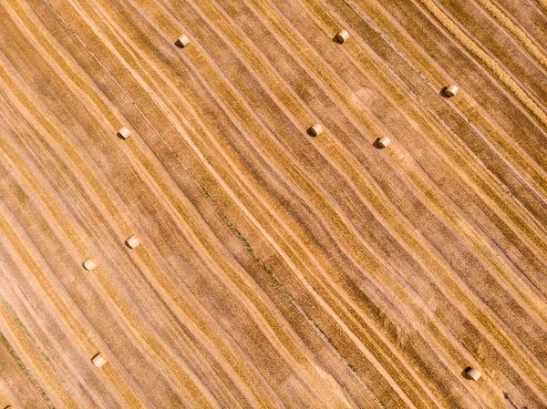 Вид Воздуха Собранное Пшеничное Поле Скотоводы Лежали Сельскохозяйственном Поле Фото — стоковое фото