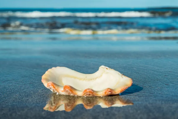 Belle Coquille Blanche Perle Vide Posée Sur Sable Volcanique Noir — Photo