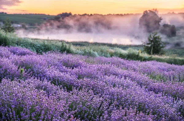 Colorful Flowering Lavandula Lavender Field Dawn Light Light Morning Mist — Stock Photo, Image