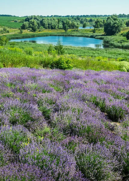 Caminho Entre Arbustos Lavanda Floridos Céu Nublado Lago Fundo — Fotografia de Stock