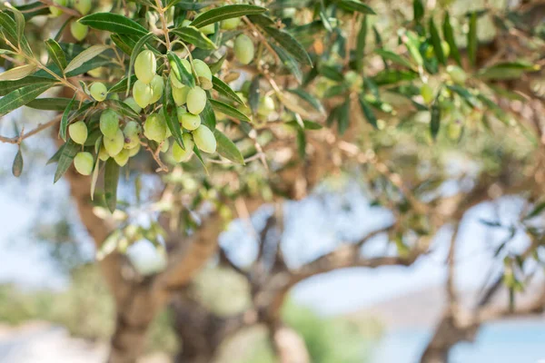 Гілка Оливкового Дерева Ягодами Ньому Крупним Планом — стокове фото