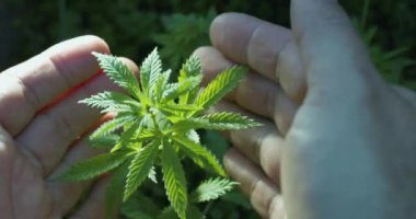 Adamın elleri özenle kenevir filizlerine dokunur..