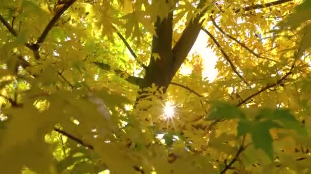 Folhas Bordo Outono Amarelo Dia Ensolarado Outono Movimento Para Cima — Vídeo de Stock