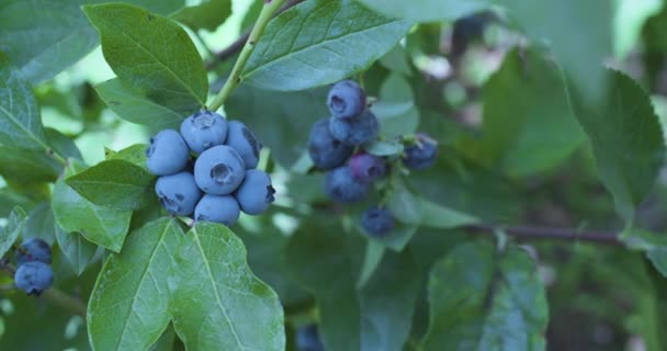 Doğanın Arka Planında Yabanmersini Çalısı Üzerinde Olgun Yaban Mersini Yakın — Stok video