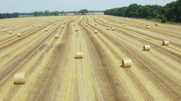 美しい風景を背景に 夏に円筒形の干し草を持つ大きな麦畑の空中ドローン4K映像 — ストック動画