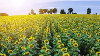 Yazın büyük bir ayçiçeği tarlasının 4K hava aracı görüntüleri..